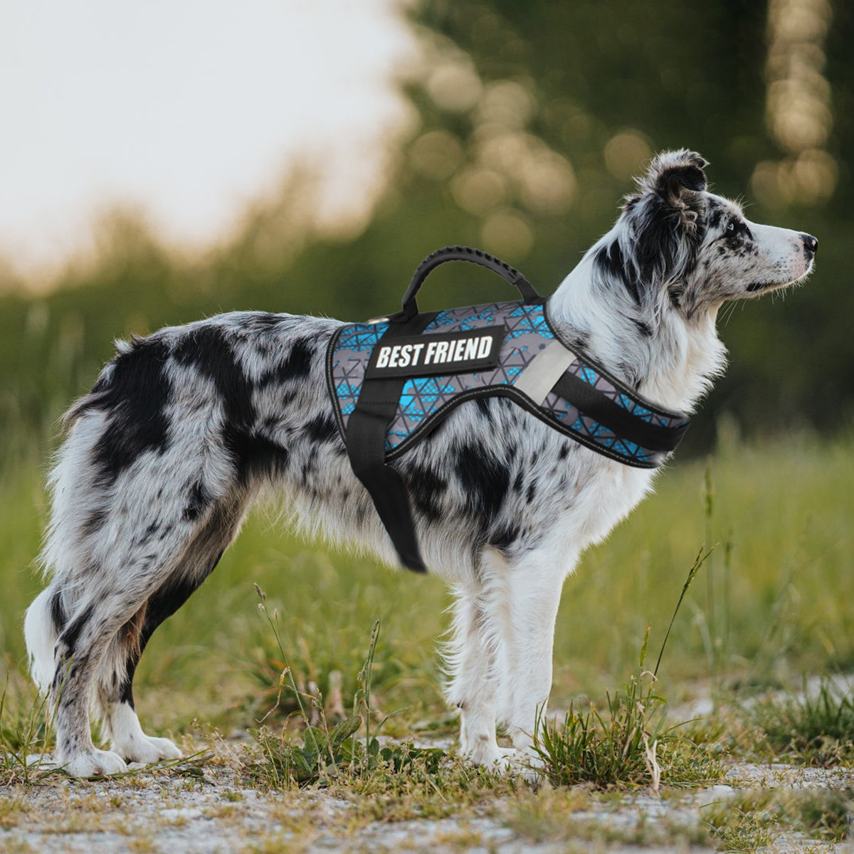 Custom Dog ID Tags For Harness – Sewing Labels Bewertung und Preis